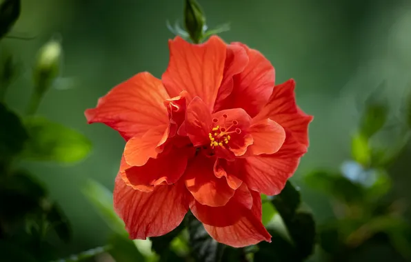 Macro, red, hibiscus