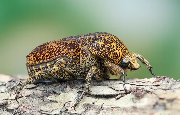 Macro, yellow, tree, beetle, insect, log, bark, green background