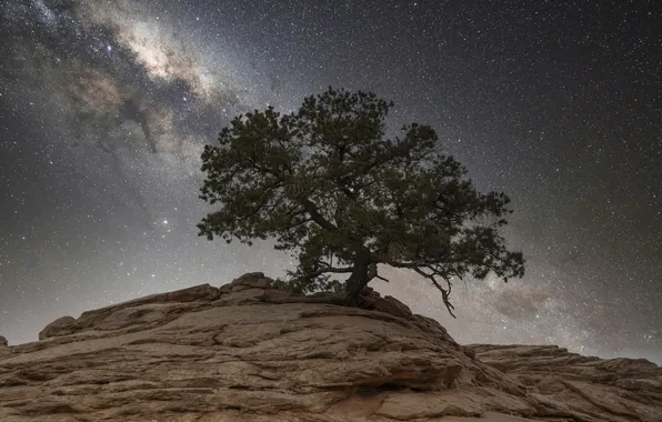 The sky, stars, mountains, night, stones, tree, rocks, branch