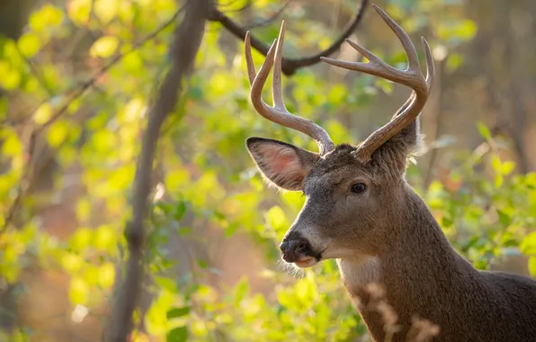 Look, face, nature, portrait, deer, horns