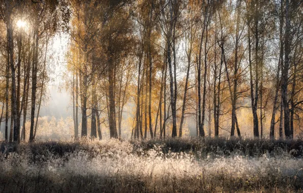 Autumn, forest, grass, the sun, light, morning, birch, birch grove