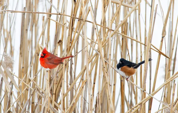 Winter, bird, plant, beak, tail, cardinal