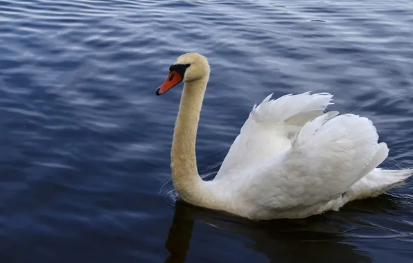 White, bird, Swan, pond, blue background