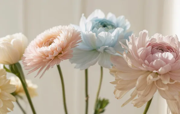 Stems, bouquet, blue, pink, light background, chrysanthemum, peonies, cream