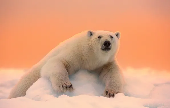 Winter, face, snow, nature, paws, wool, bear, polar bear