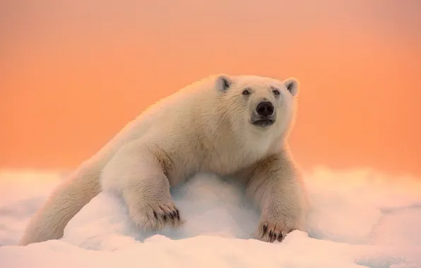 Picture winter, face, snow, nature, paws, wool, bear, polar bear