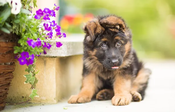 Picture dog, puppy, German shepherd