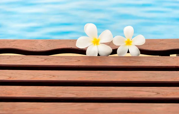Flowers, pool, summer, white, wood, flowers, plumeria, plumeria