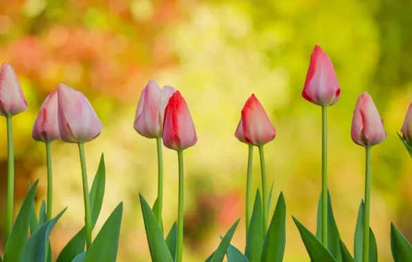 Picture background, tulips, buds