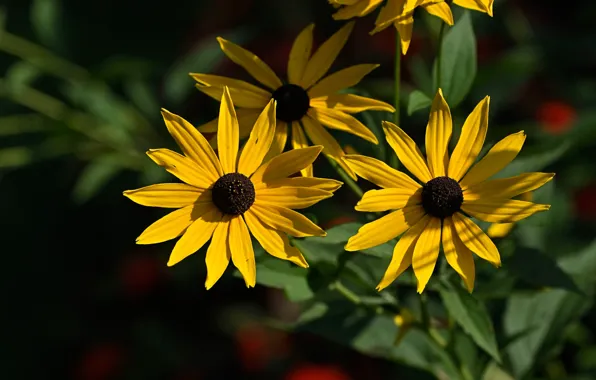 Light, flowers, the dark background, Bush, yellow, garden, rudbeckia, Echinacea