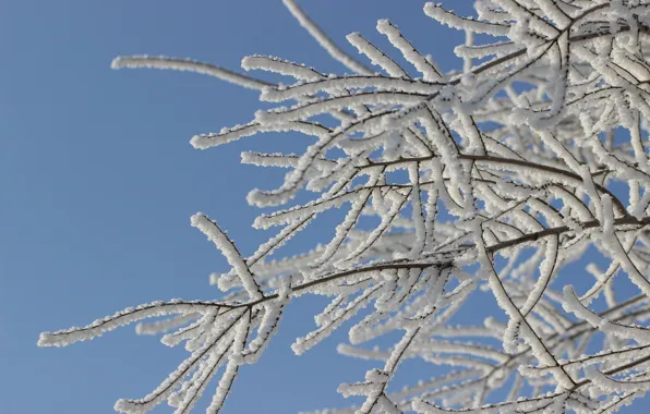 Winter, snow, branches, branches in the snow
