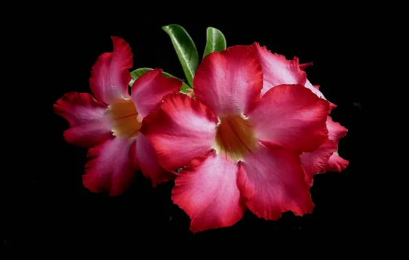 Picture macro, background, petals, adenium
