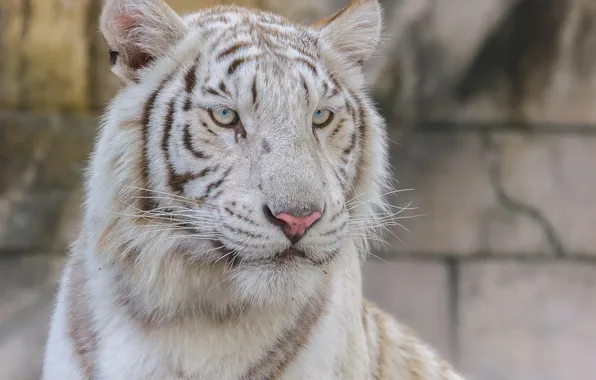 Picture face, portrait, predator, white tiger, wild cat