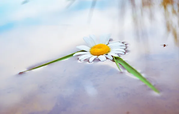 Summer, the sky, water, macro, flowers, insects, nature, reflection