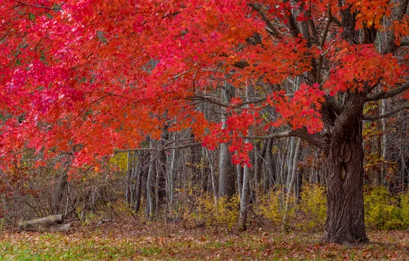 Autumn, trees, nature