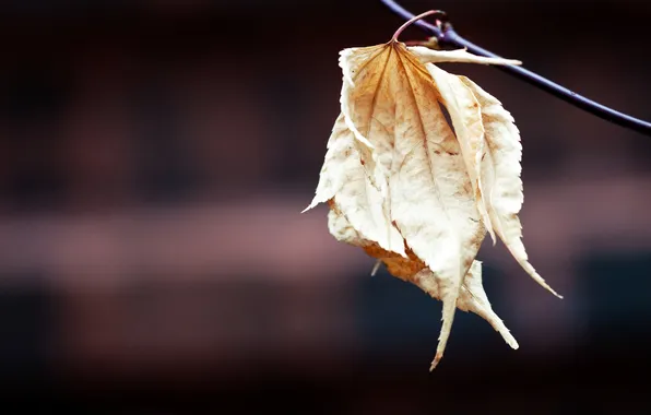 Branches, background, leaf, last, faded, macro., aging