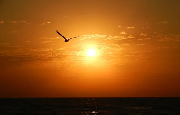 Picture sea, the sky, the sun, Seagull, horizon, silhouette