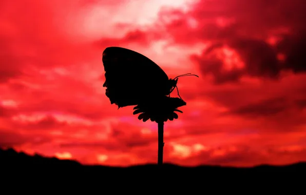 Picture flower, the sky, clouds, butterfly, the evening, silhouette