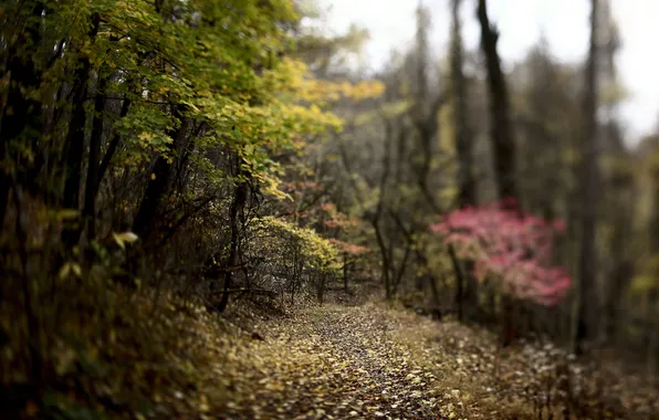 Picture autumn, forest, trees, nature, foliage, razmytost, laroca