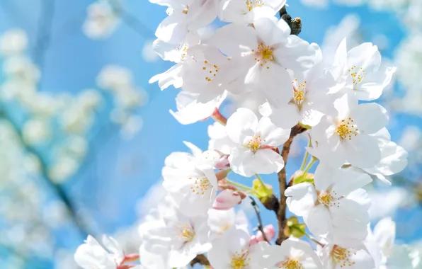 The sky, branches, spring, flowering