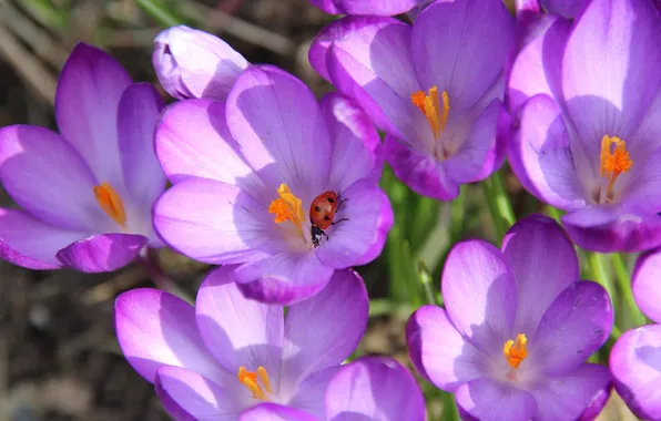 Picture flowers, ladybug, spring, petals, insect, Krokus