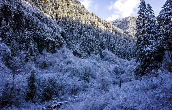 Winter, forest, snow, trees, mountains, gorge