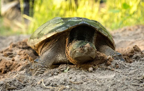 Nature, turtle, land