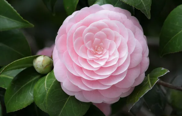 Picture flower, macro, pink, petals, Camellia