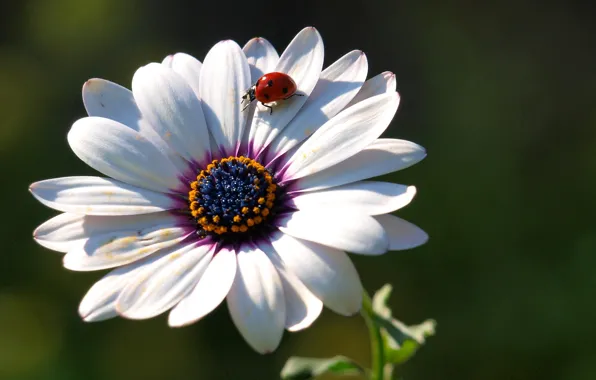 Flowers, ladybug, petals