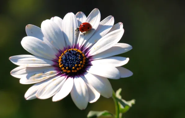 Picture flower, ladybug, petals