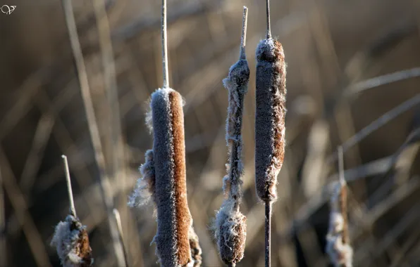 Wallpaper Nature, Beautiful, Reed images for desktop, section природа ...