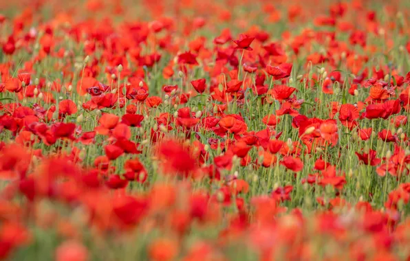 Summer, flowers, bright, Maki, meadow, red, a lot, bokeh
