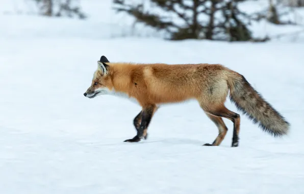 Winter, snow, nature, ate, Fox, profile, red, walk