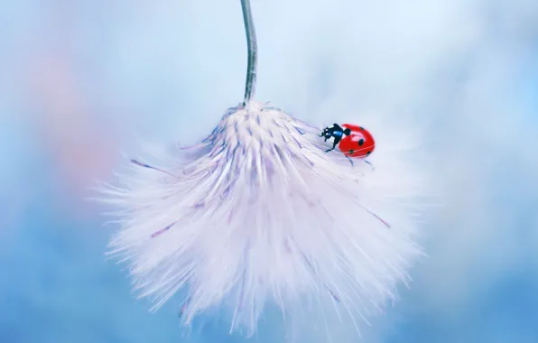 Macro, ladybug, fluff