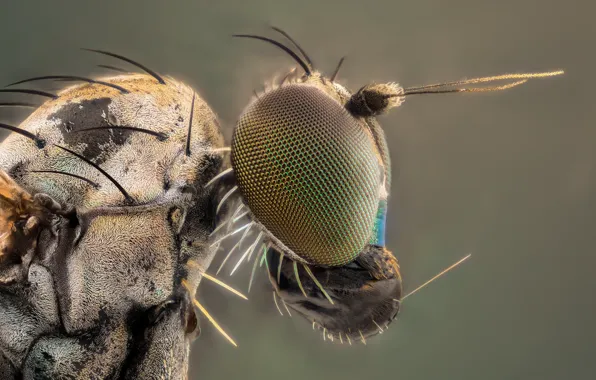 Macro, fly, insect