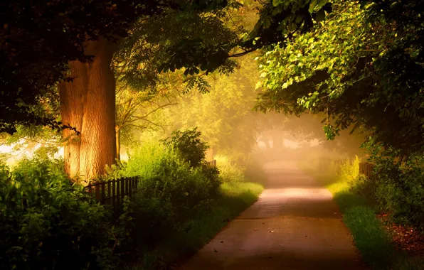 Road, forest, leaves, trees, nature, colorful, forest, road