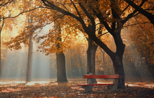 Picture autumn, fog, Park, morning