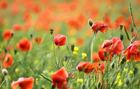Picture field, summer, flowers, yellow, red, nature, Mac, Maki