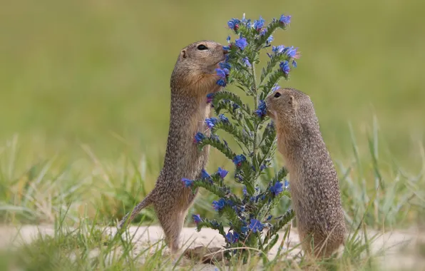 Download wallpaper field, grass, flowers, pose, glade, a couple, gopher ...