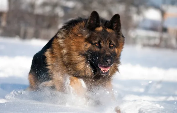 Winter, snow, Dog, German shepherd