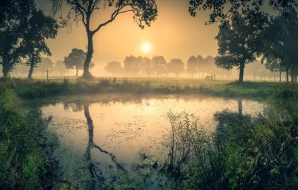 The sun, trees, bench, fog, lake, pond, Park, reflection