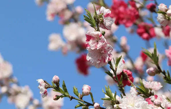 The sky, flowers, branches, spring, Sakura, flowering, blue background, bokeh