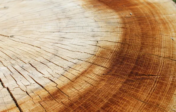 Tree, texture, wood, slice