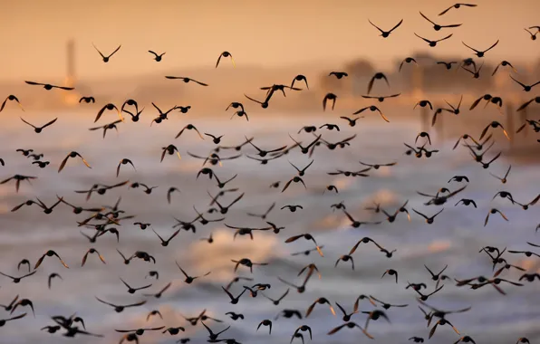 Picture sunset, bird, pack