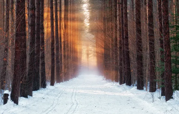 Cold, winter, forest, snow, morning