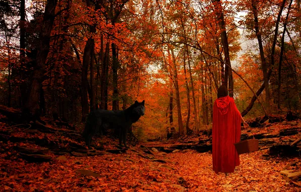 Picture autumn, forest, look, leaves, girl, trees, landscape, animal