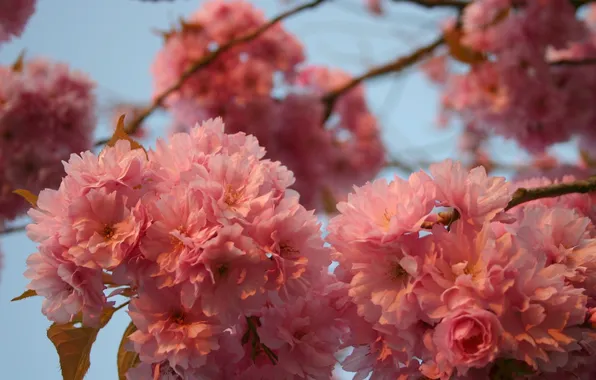 The sky, macro, trees, flowers, branch, spring, petals, Sakura