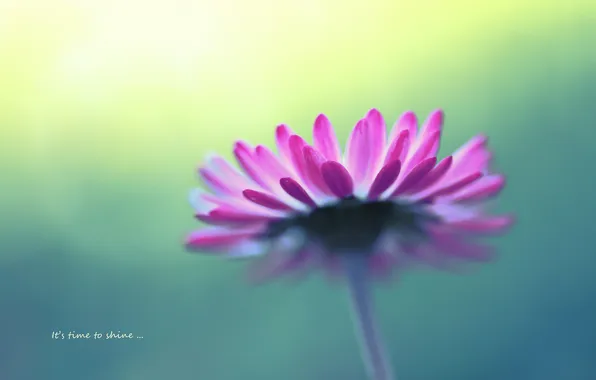 Flower, background, the inscription, flower, beautiful