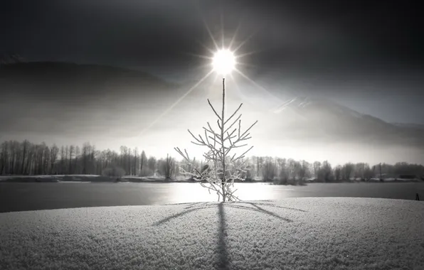 Picture winter, landscape, tree