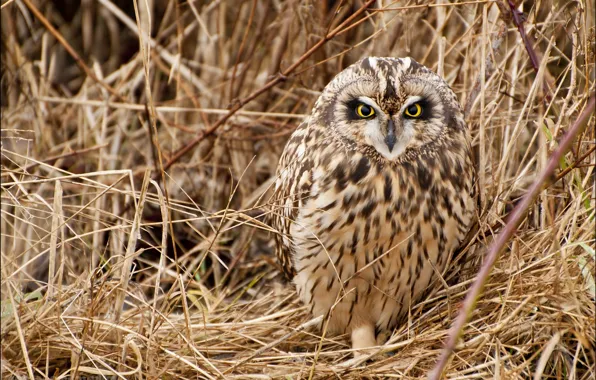 Grass, bird, Short-eared owl